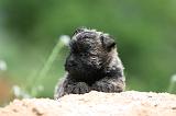 CAIRN TERRIER 604